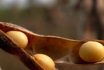 交大31大豆栽培技术要点，每亩保留5～2万株