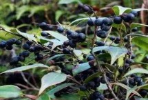 乌饭子，快看看你吃过几种