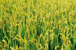 宜优37水稻品种介绍，平均生育期143.9天