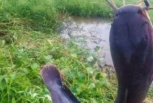 钓鲶鱼用什么钩型最好，常用丸世钩、伊豆钩、千又钩等