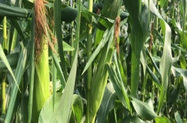 登海378玉米栽培技术要点，夏播6月上旬至中旬播种