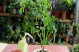 夏天幸福树多久浇一次水，间隔2-3天就要浇一次水