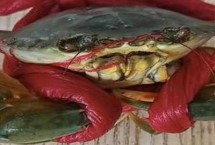 青蟹和梭子蟹哪个贵，可测反应力、看颜色、看蟹腿等