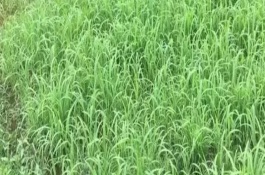 小米草简介，播种时间根据温度来决定