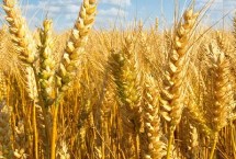 苏秀810水稻栽培技术要点，迟熟中粳稻早熟常规品种