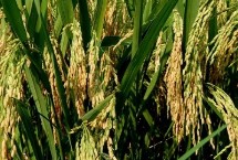 奇两优6118水稻栽培技术要点，全生育期早稻129.8天