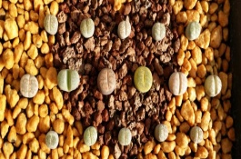 夏天怎么养多肉植物，常见的有生石花、雪莲等