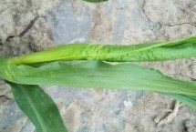 山玉14玉米栽培技术要点，中抗大斑病和穗腐病