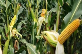 BM800玉米栽培技术要点，中抗大斑病