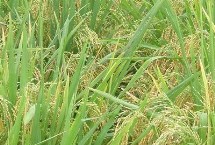 华两优智占水稻栽培技术要点，全生育期129.2天