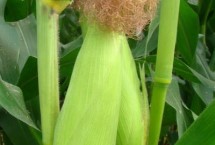 翔育761玉米栽培技术要点，中晚熟青贮玉米品种