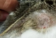 奶癣和猫癣的区别，典型症状为掉毛、皮屑增多、结痂等