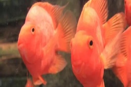 鹦鹉鱼为什么会夹尾巴，可能是患有白点病、烂尾病