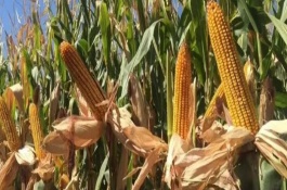 罗单12号玉米品种特征特性，中抗丝黑穗病