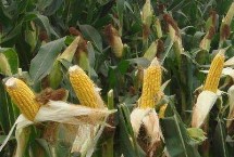 航研9033玉米栽培技术要点，种植密度每亩6000株