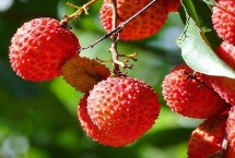 三都澳晚熟荔枝简介，主要特点是皮薄肉厚、汁多核小