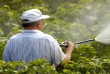 葡萄打药多不多，每个生长阶段均会喷药