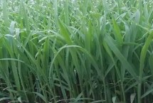 香龙优263水稻栽培技术要点，籼型三系杂交水稻品种