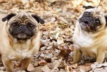 狗能不能吃虾，可以适量吃虾肉