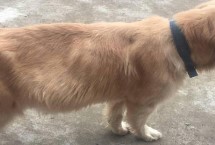 狗狗有什么补充营养的办法，会出现精神状态差、身材瘦小、毛发粗糙等症状