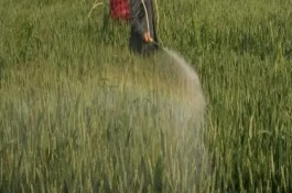 小麦除草剂打重了怎么办，要在小麦拔节前及早进行