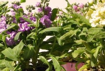 紫罗兰的价值，按株高可分为高、中、矮三种类型