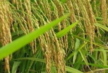 万象优982水稻栽培技术要点，每亩施纯氮8千克左右