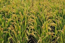 野香优莉丝水稻栽培技术要点，特别注意防治白叶枯病