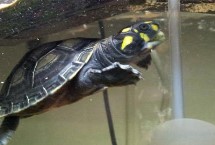 黄头侧颈龟吃什么蔬菜水果，会吃一些死了的小鱼