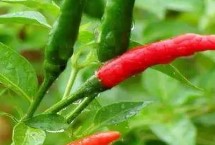 辣椒掉叶子的原因及解决方式，种子质量不高、土壤板结等都会导致