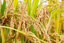 汉两优1622水稻栽培技术要点，该品种基部叶叶鞘绿色