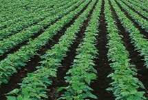 交大22大豆栽培技术要点，在播种前2天时除草剂氟乐灵