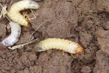 毒饵诱杀，灾害严重地区可在秋冬翻地将越冬虫翻出地表