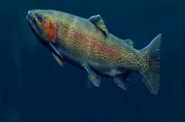 虹鳟鱼的适宜养殖温度，生活在淡水之中