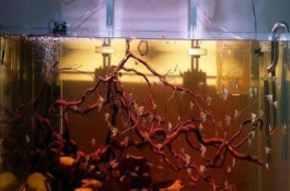 鱼缸水养好后的状态，需更换饲料和注意换水等