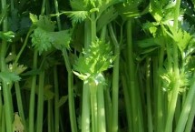 侵染来源，危害范围广面积大