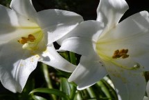 防治方式，鳞茎受潮或挖掘损伤易诱发病害