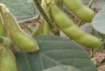 汾豆70大豆栽培技术要点，适宜播期4月底至5月上旬