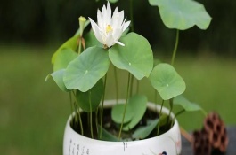 莲花叶子变黑了怎么办，每天的晒光时长要超过7小时