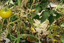 番茄枯萎病防治措施，和青枯病易混淆