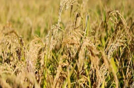 深两优876水稻栽培技术要点，秧田播种量每亩6-7公斤