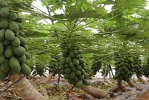 木瓜怎么育苗，需选择根部完整的幼苗进行定植