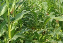 杜玉5号玉米栽培技术要点，种植密度不宜过大