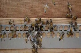 蜜蜂怎样安全过冬，在饲喂器中添加糖浆再放入蜂箱中即可