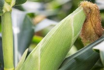 陕单679玉米栽培技术要点，中抗茎腐病