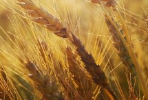 扬辐麦14小麦栽培技术要点，每亩适宜基本苗16万—18万