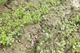 冬季怎么种植芹菜，按照10厘米左右的间距播种