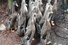 麻鸭都有哪些常见品种，外观特征不同