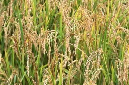 钱优100水稻栽培技术要点，注意白叶枯病和褐稻虱防治