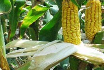 华耐白甜509玉米栽培技术要点，中抗大斑病